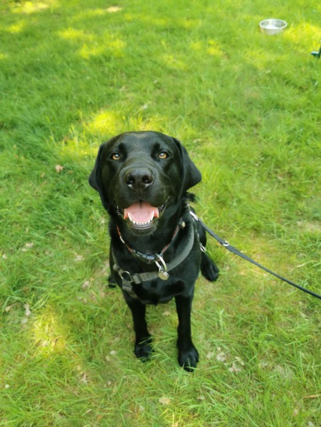 Gundog 121 training
