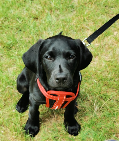 Puppy home visits